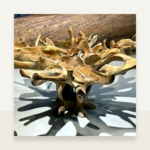 Teak Root Coffee Table