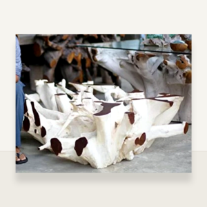 Teak Root Coffee Table (JLC-P033)
